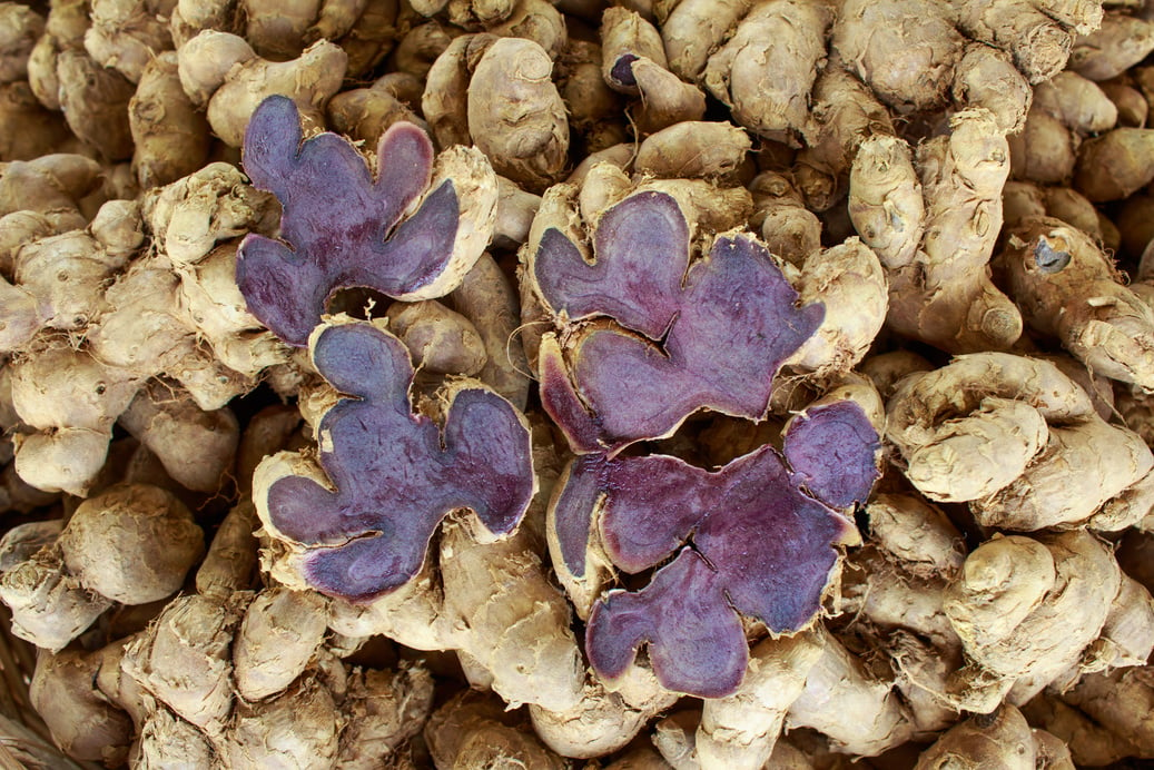 Black Ginger Bulbs